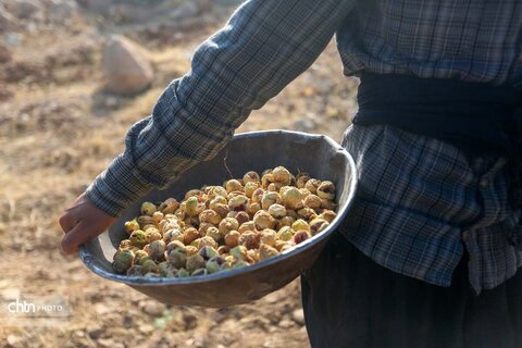 انجیرستان استهبان؛ مقصدی برای گردشگری کشاورزی