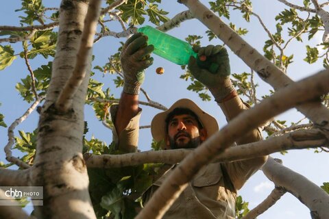انجیرستان استهبان؛ مقصدی برای گردشگری کشاورزی