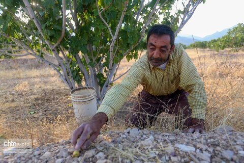 انجیرستان استهبان؛ مقصدی برای گردشگری کشاورزی