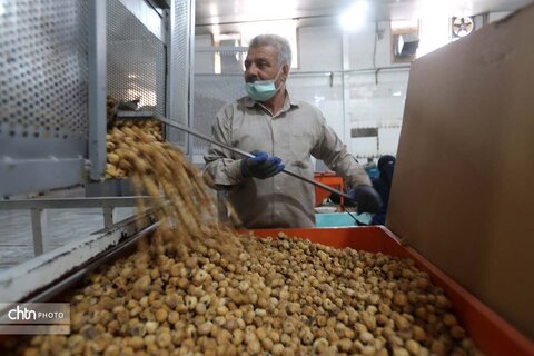 انجیرستان استهبان؛ مقصدی برای گردشگری کشاورزی