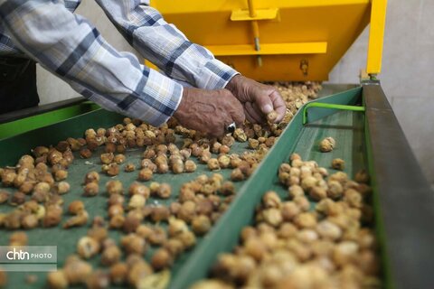 انجیرستان استهبان؛ مقصدی برای گردشگری کشاورزی