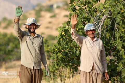 انجیرستان استهبان؛ مقصدی برای گردشگری کشاورزی