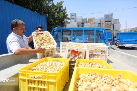 انجیرستان استهبان؛ مقصدی برای گردشگری کشاورزی
