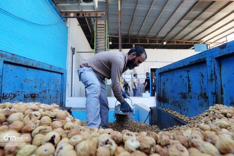 انجیرستان استهبان؛ مقصدی برای گردشگری کشاورزی
