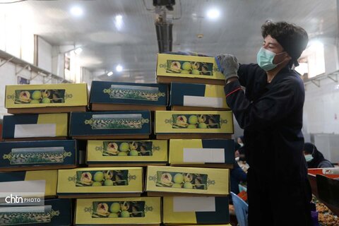 انجیرستان استهبان؛ مقصدی برای گردشگری کشاورزی