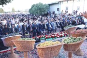 برگزاری نخستین جشنواره گردوی ضیاءآباد/ گامی نو در مسیر گردشگری شهرستان تاکستان