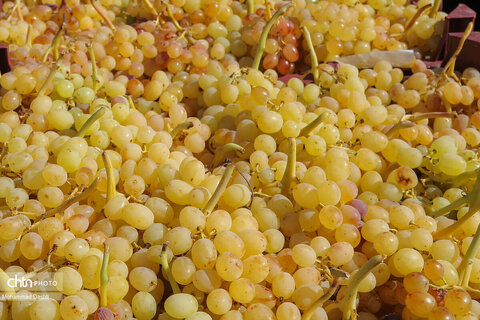 چهارمین رویداد فرهنگی و گردشگری ملی انگور مشگین‌شهر