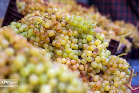 چهارمین رویداد فرهنگی و گردشگری ملی انگور مشگین‌شهر