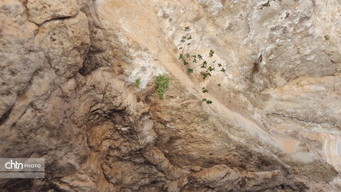 تنگه زید