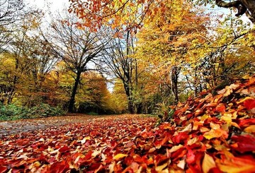 افزایش نسبی دمای هوا در اغلب مناطق کشور