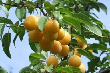 جشنواره آلو در روستای هدف گردشگری ملحمدره برگزار می‌شود 