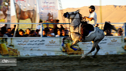 جشنواره اسب کرد