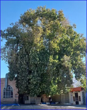 درخت چنار کهنسال روستای حریم آباد
شهرستان زبرخان در فهرست میراث طبیعی ملی ثبت شد