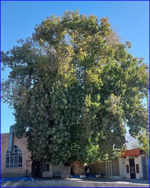 درخت چنار کهنسال روستای حریم آباد
شهرستان زبرخان در فهرست میراث طبیعی ملی ثبت شد