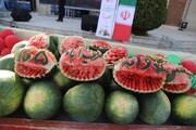 جشن برداشت هندوانه شریف آباد در شریفیه قزوین