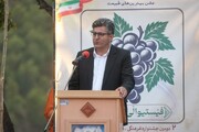 دومین جشنواره انگور سیاه میرآباد