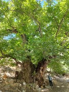 ثبت ملی کهن‌ترین درخت گردوی ایران در کهمان سلسله/ رونمایی از لوح ثبت همزمان با جشنواره گردو