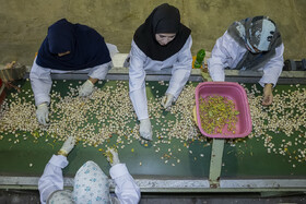وقتی خانه تا باغ امتداد پیدا می‌کند