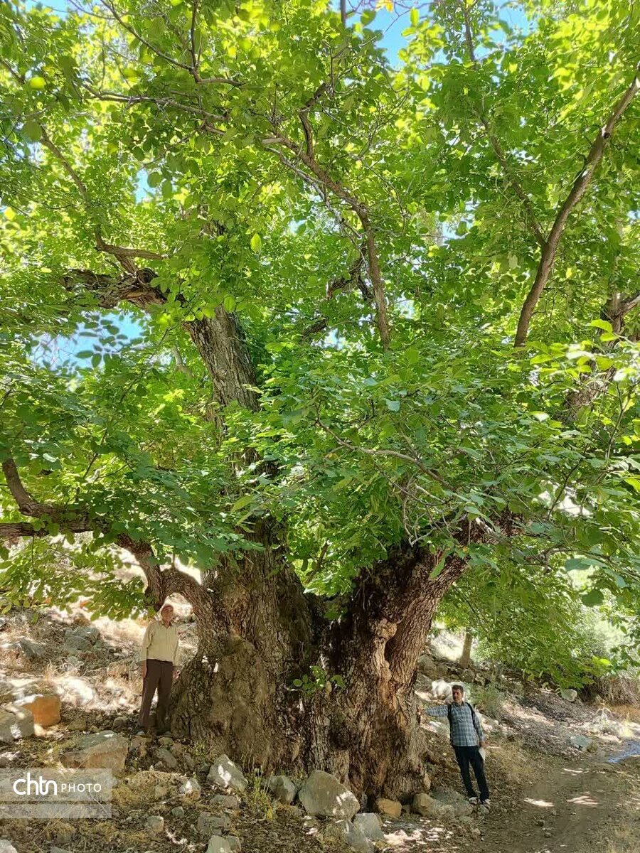 ثبت ملی کهن‌ترین درخت گردوی ایران در کهمان سلسله/ رونمایی از لوح ثبت همزمان با جشنواره گردو