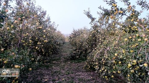 برپایی نخستین جشنواره بزرگ برداشت سیب در روستای رباط سفید با حضور معاون استاندار و فرماندار شهرستان مشهد