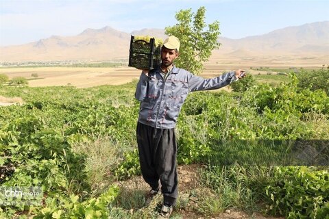 برداشت انگور از باغات استان چهارمحال وبختیاری