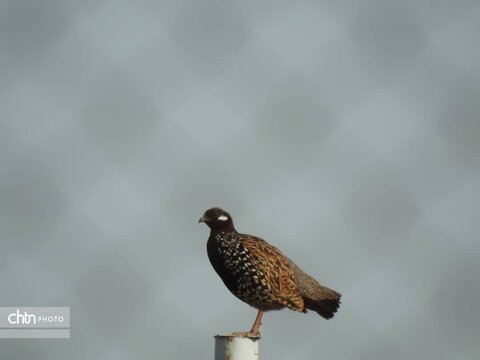 گشت و نشست تخصصی اکوتوریسم در پارک ملی کرخه
