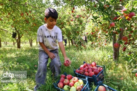 سپیدان؛ بهشت گردشگری در فصل برداشت سیب
