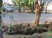 آسیب به درختان خیابان سرتخت باغستان علیا مورد پیگیرد قانونی قرار می‌گیرد/ برخورد جدی با متخلفان و عاملان آسیب به درختان دومین خیابان ملی مشجر ایران