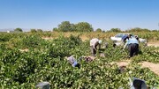 پخت شیره انگور در مناطق مختلف استان قزوین