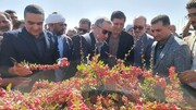 برگزاری جشن روز ملی روستا و عشایر در قاینات؛ از معرفی ظرفیت‌های گردشگری تا آیین زرشک‌چینی