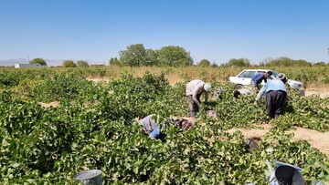 پخت شیره انگور در مناطق مختلف استان قزوین