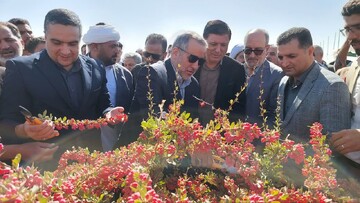 برگزاری جشن روز ملی روستا و عشایر در قاینات؛ از معرفی ظرفیت‌های گردشگری تا آیین زرشک‌چینی