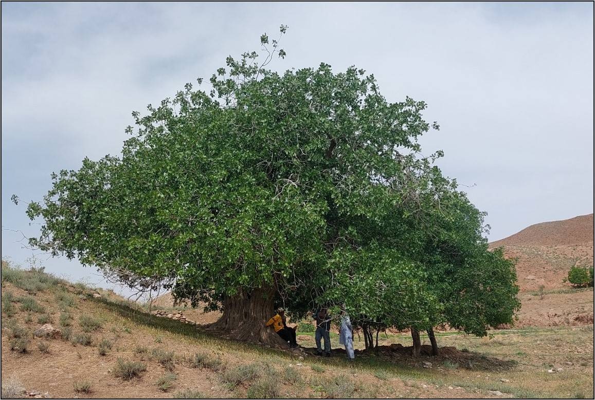 درخت پسته کهنسال روستای پُشته تایباد در فهرست میراث طبیعی ملی ثبت شد