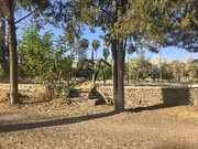 پارک جنگلی دهدشت؛ نگینی نوستالژیک در مسیر گردشگری کهگیلویه و بویراحمد + تصاویر