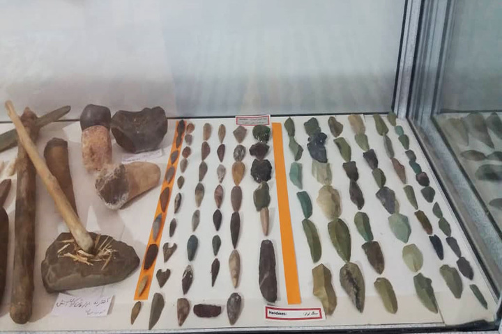 موزه فسیل