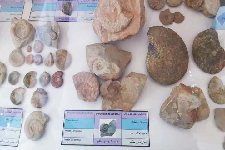 موزه فسیل