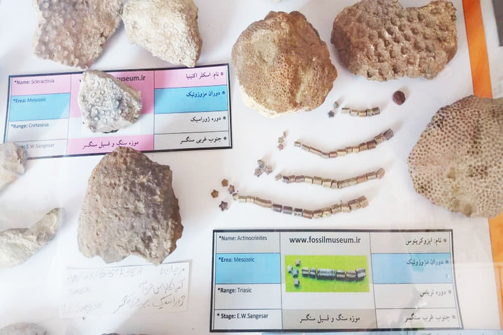 موزه فسیل