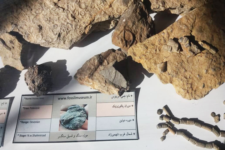 موزه فسیل