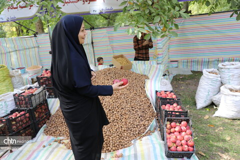 برگزاری جشنواره گردو در خدابنده
