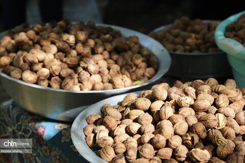 برگزاری جشنواره گردو در خدابنده