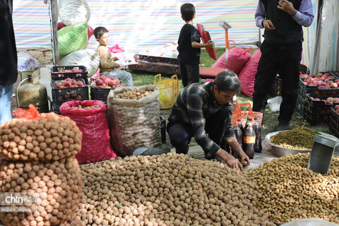 برگزاری جشنواره گردو در خدابنده