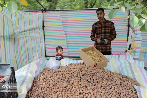 برگزاری جشنواره گردو در خدابنده
