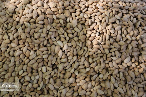 برگزاری جشنواره گردو در خدابنده