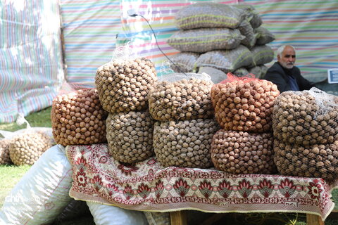برگزاری جشنواره گردو در خدابنده