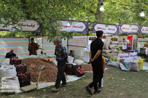 برگزاری جشنواره گردو در خدابنده