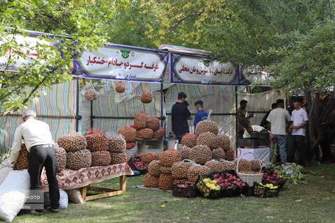 برگزاری جشنواره گردو در خدابنده