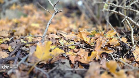 واکاویِ زیبایی‌شناسی پاییزی در زیست‌بوم‌های ارتفاعی گلستان: میراثی زنده از رنگ و نور