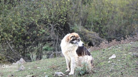 واکاویِ زیبایی‌شناسی پاییزی در زیست‌بوم‌های ارتفاعی گلستان: میراثی زنده از رنگ و نور
