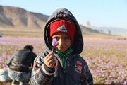 آغاز برداشت  زعفران طلای سرخ تربت حیدریه