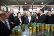 جشنواره ملی زیتون طارم سفلی با حضور وزیر جهاد کشاورزی برگزار شد